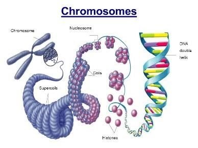 chromosomes